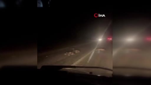 Bursa’da yola atlayan domuz sürüsü telef oldu Bursa’da yola atlayan domuz sürüsü telef oldu