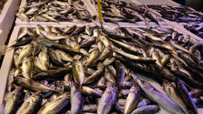 Yasak bitti, tezgahlar doldu! İşte fiyatlar