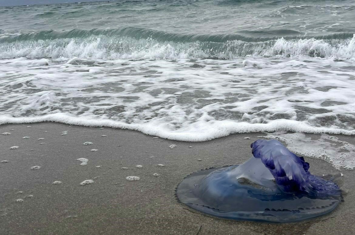Bursa’da endişelendiren olay! Sahile vurdular