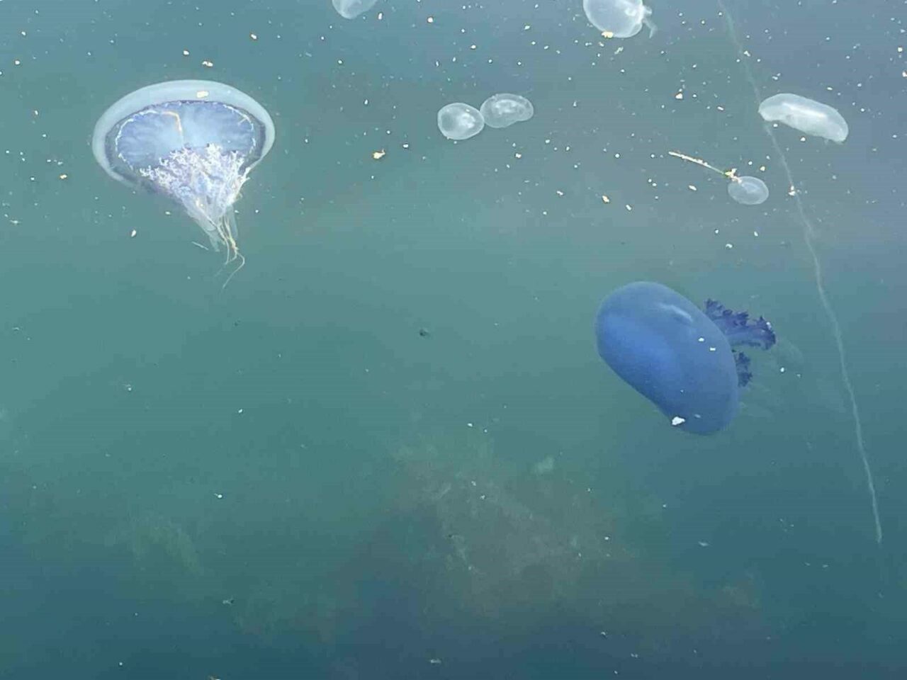 Bursa’nın denizlerinde ilginç gelişme; Bir günde öldüler…