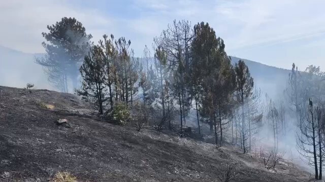 Bursa’daki orman yangınıyla ilgili Büyükşehir’den açıklama