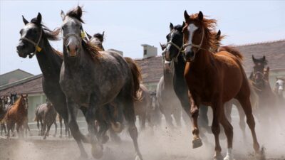 Bursa’da yetiştiriliyorlar! 15 safkan Arap koşu tayı satılacak