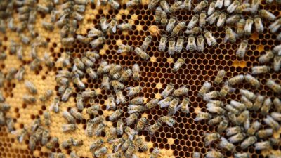 Bursa’da arıcılığa ‘Büyük’ destek!