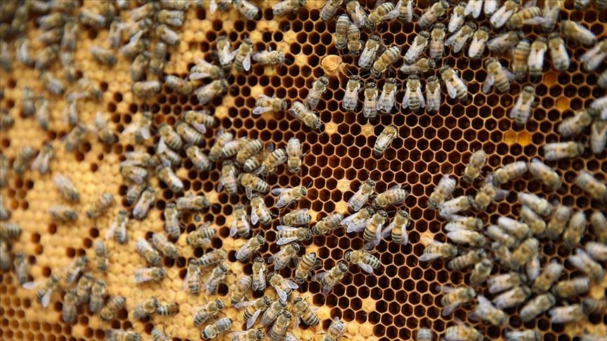 Bursa’da arıcılığa ‘Büyük’ destek!