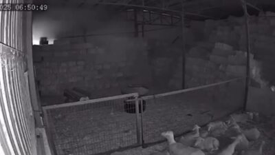 Bursa’da yüzlerce hayvan yangında telef oldu