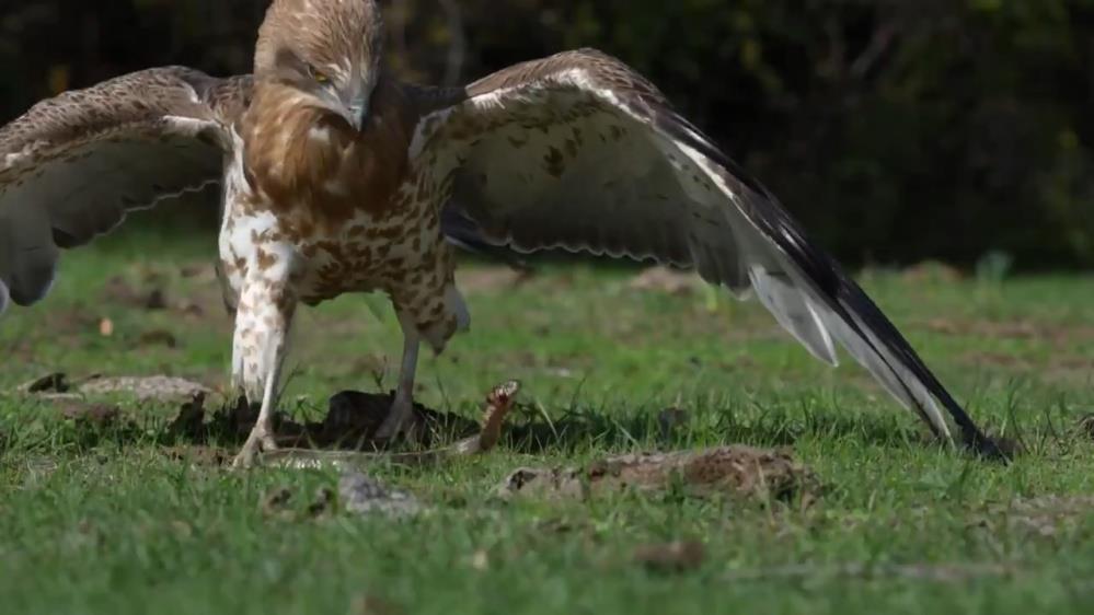 Karacabey Longozu’ndan kartal ile yılanın savaşı! Karacabey Longozu’ndan kartal ile yılanın savaşı!