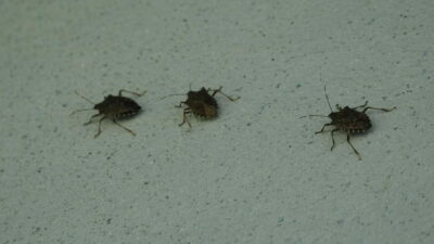 Birçok bölgeyi istila ettiler! Uzman isimden önemli uyarı