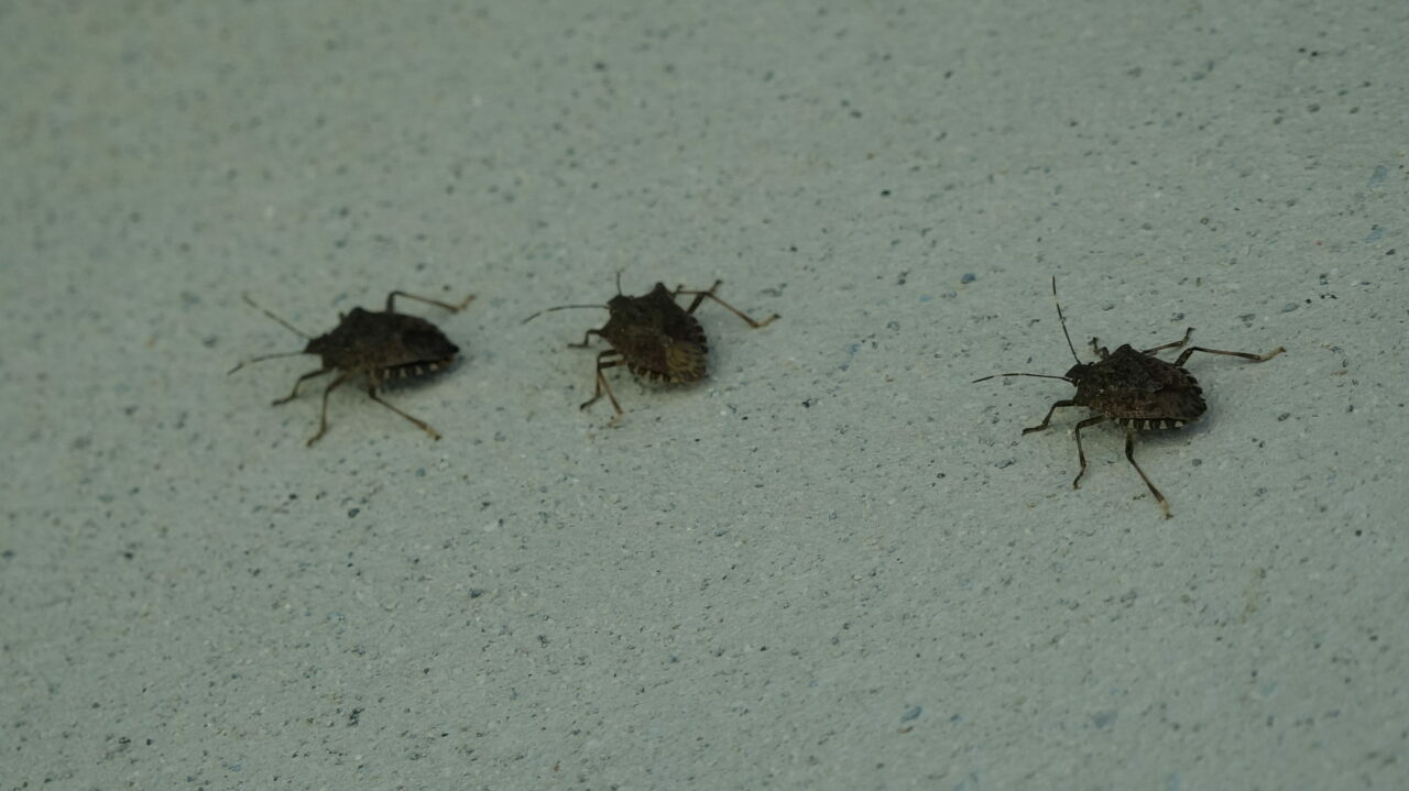 Birçok bölgeyi istila ettiler! Uzman isimden önemli uyarı Birçok bölgeyi istila ettiler! Uzman isimden önemli uyarı