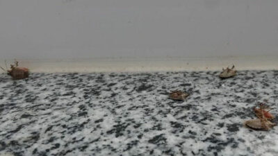 İstilacı böcek kabusu: Sakın elinizi sürmeyin!