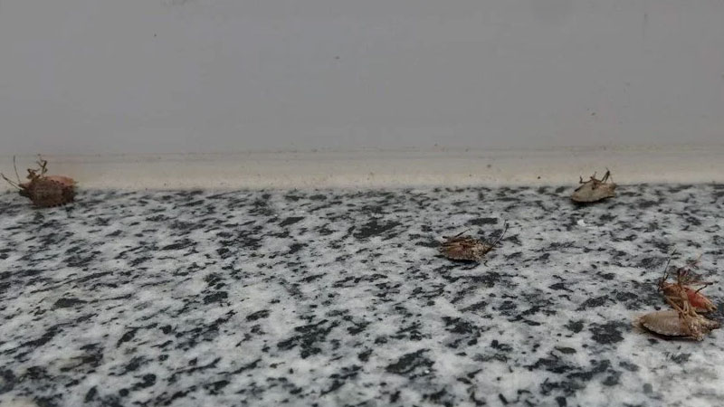 İstilacı böcek kabusu: Sakın elinizi sürmeyin!