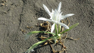 Bu çiçeği koparan yandı! Cezası 2,8 milyon lira…