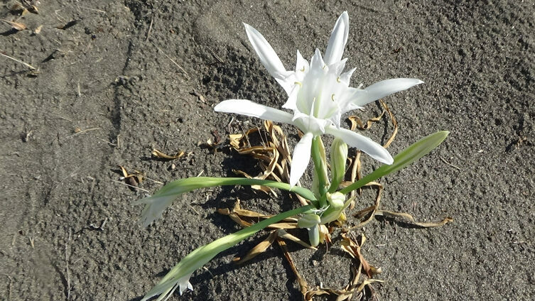 Bu çiçeği koparan yandı! Cezası 2,8 milyon lira…