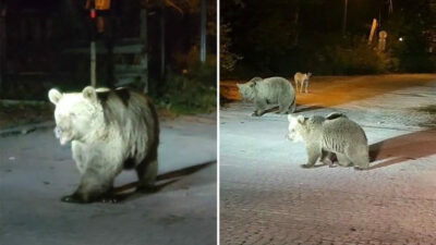 Görüntüler Bursa’dan… Ayılarla burun buruna geldiler
