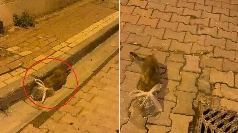 Bursa’da vicdansızlığın böylesi! Esnaf kurtardı Bursa’nın Gemlik ilçesinde kimliği belirsiz kişi ya da kişiler kedinin