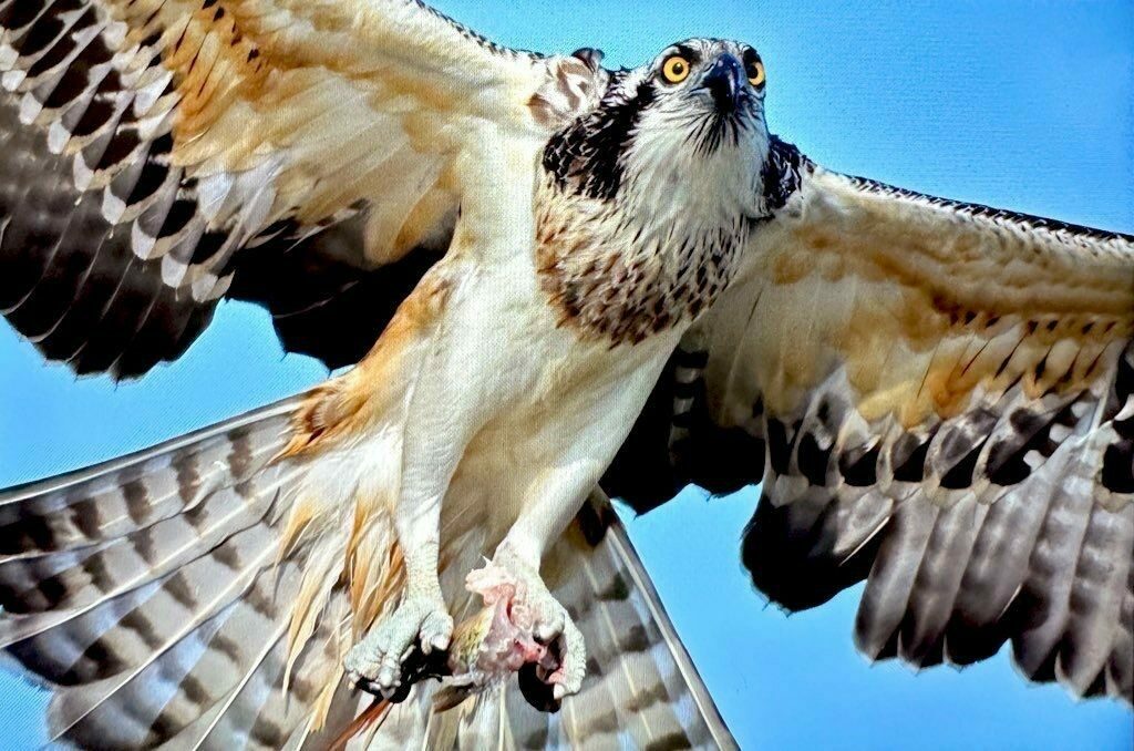 Bursa’da görüntülendi! Türkiye’de soyu nadir…