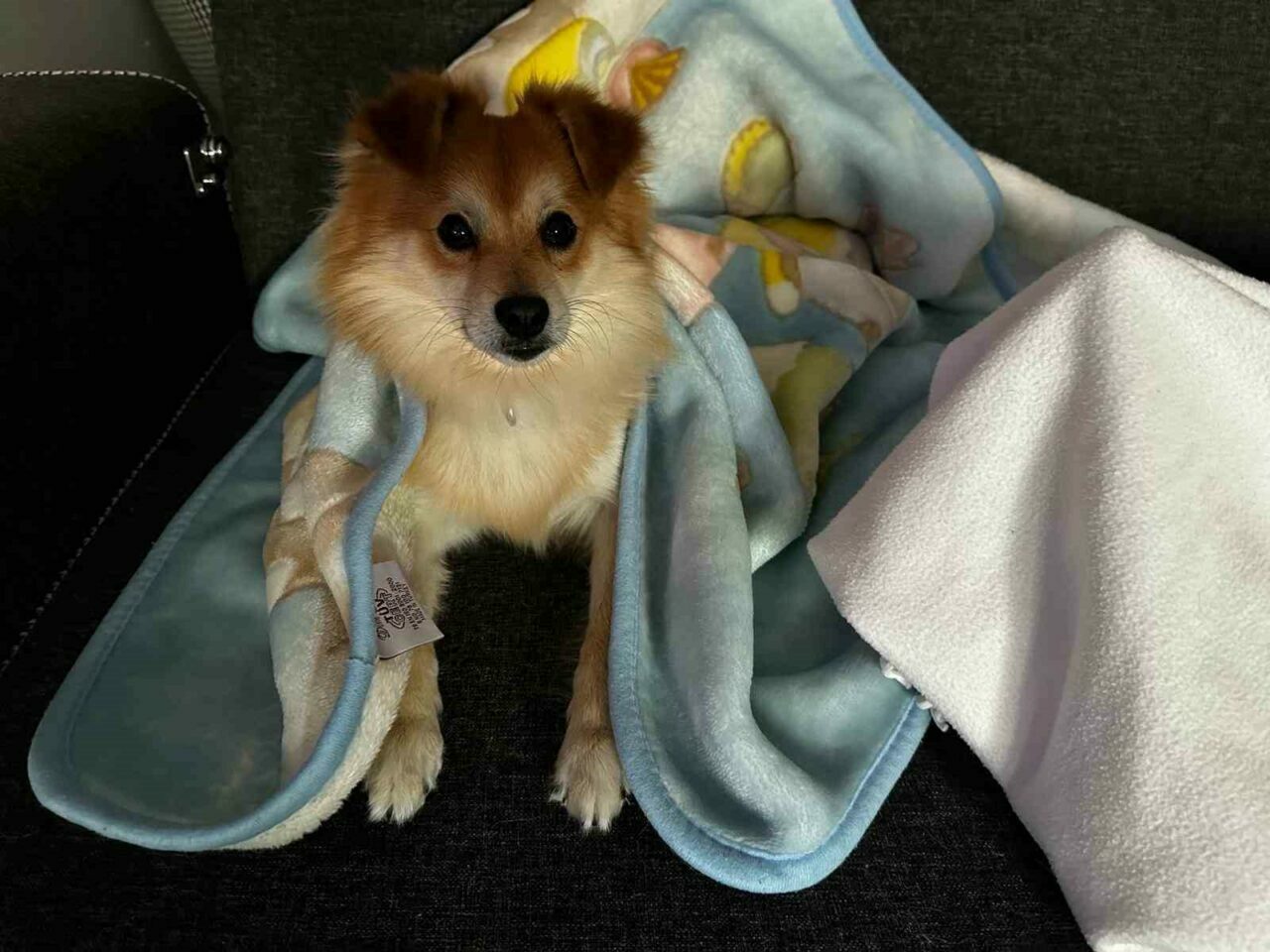 Bursa’da kayıp ilanı! Ödül 50 bin lira…