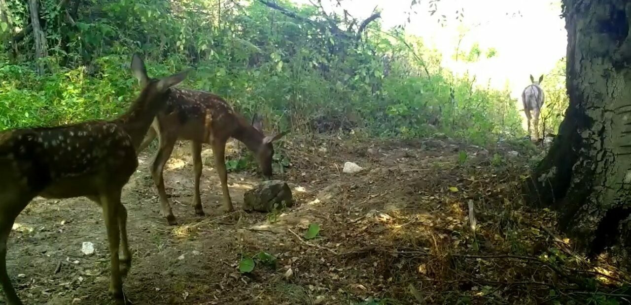 Bursa’da Kızılgeyik ile yavruları fotokapanla görüntülendi Bursa’da Kızılgeyik ile yavruları fotokapanla görüntülendi