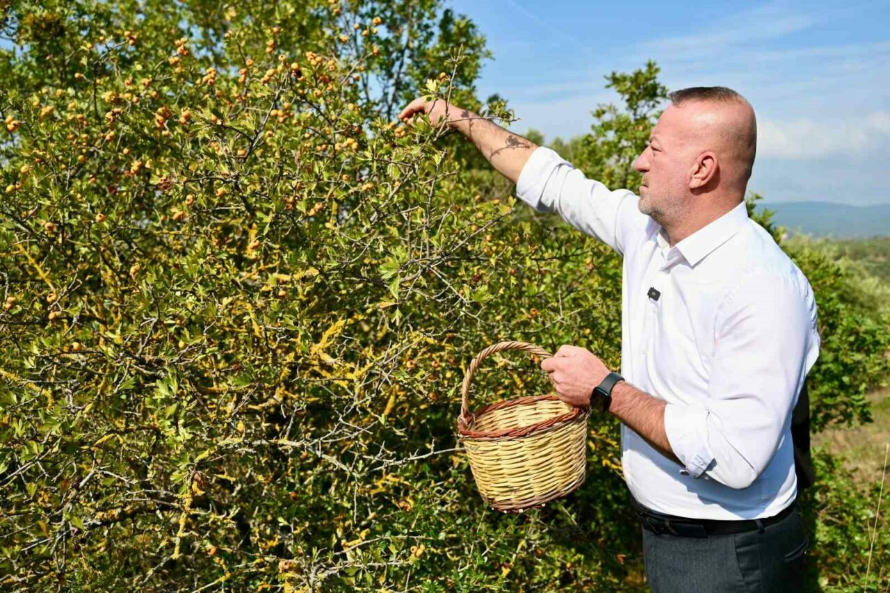 Bursa’da yetişiyor, dünya pazarında tanıtılacak… Bursa’da yetişiyor, dünya pazarında tanıtılacak…