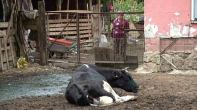 Bursalı besicilerden ‘şap zararı karşılansın’ talebi