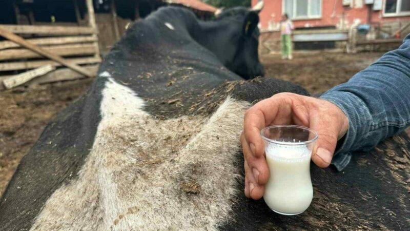 Bursalı besicileri şap vurdu! Bursa’nın Yenişehir ilçesinde şap hastalığı yüzünden mağdur olan besicilerden İbrahim