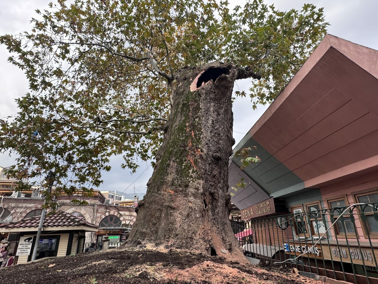 Bursa’nın simgelerindendi, tarihi çınarın dalı kırıldı
