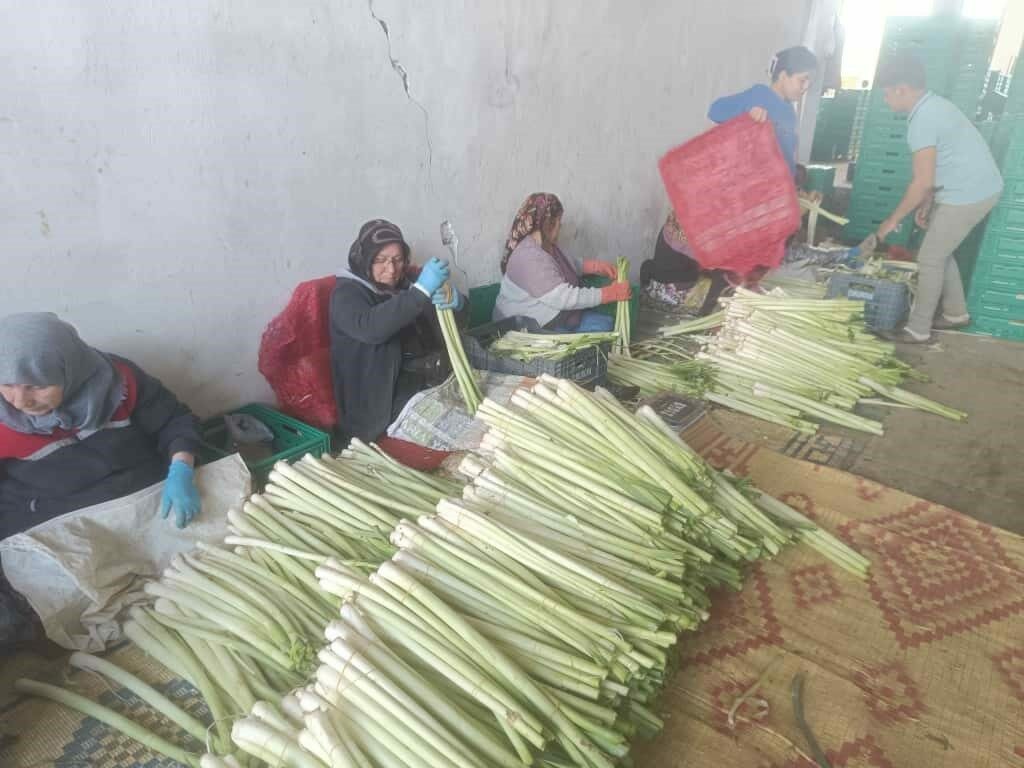 Bursa’nın verimli topraklarında kışlık ürün hasadı başladı