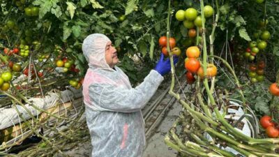 Domateslere virüs incelemesi