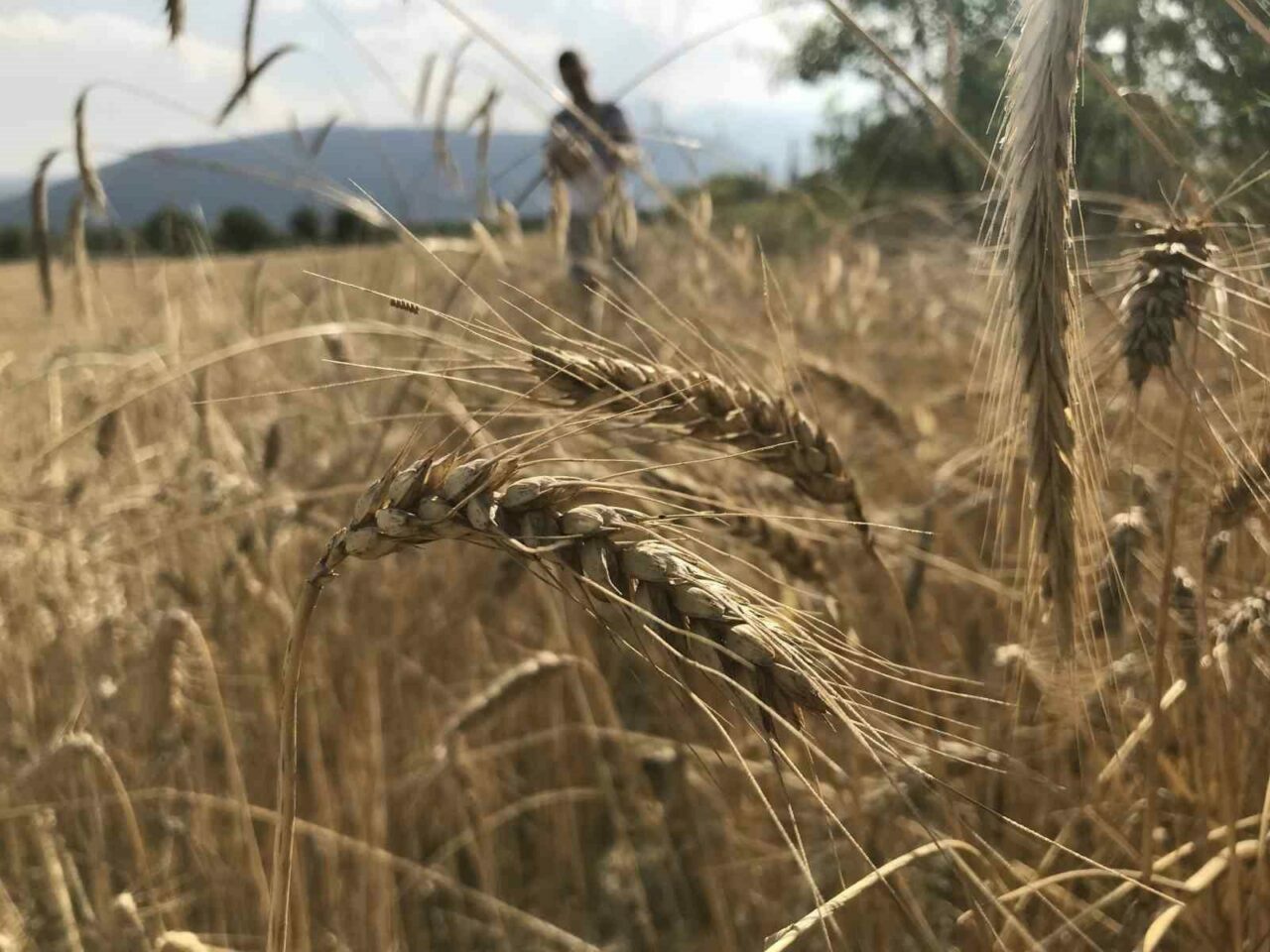 Dünya tahıl arzında rekor beklenti! Dünya tahıl arzında rekor beklenti!