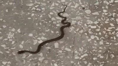 Bursa’daki okulda yılan paniği