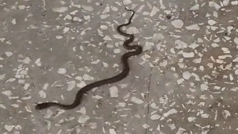 Bursa’daki okulda yılan paniği Bursa’daki okulda yılan paniği