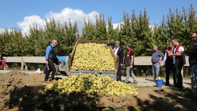 Bursa’da 40 ton armut imha edildi Bursa'da, yasaklı pestisit kalıntısı tespit edilen 40 ton armudu imha