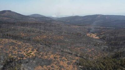 Bursa’da kesilen bu ağaçların geliri nerelerde kullanılacak?
