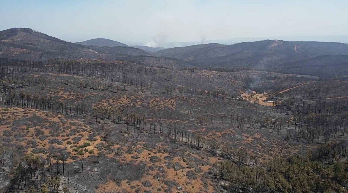 Bursa’da kesilen bu ağaçların geliri nerelerde kullanılacak? Bursa’da kesilen bu ağaçların geliri nerelerde kullanılacak?