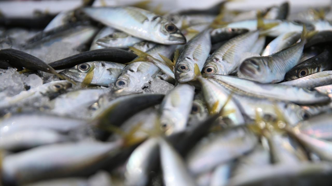 Balıkçıların yüzü istavritle gülüyor