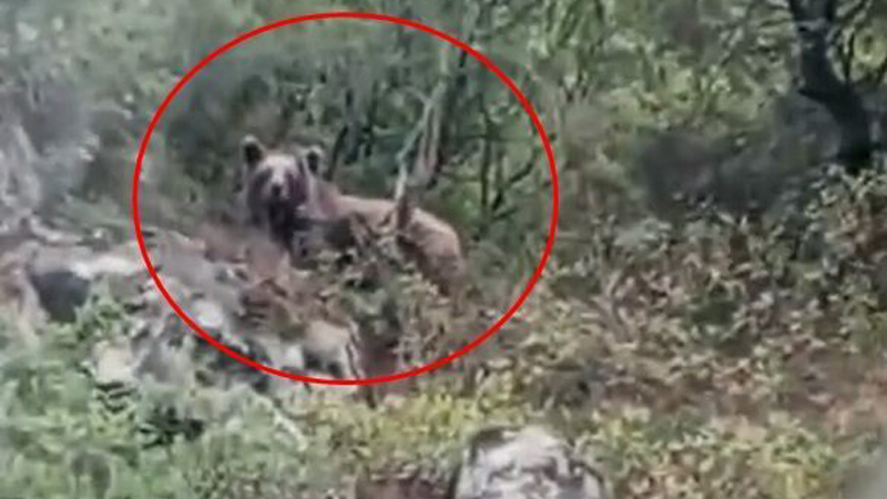 Bursa’da ayı alarmı