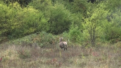Bursa’da kızıl geyikler doğal yaşam alanlarına kavuştu