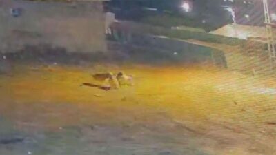 Köye inen kurtlar köpeğe saldırdı