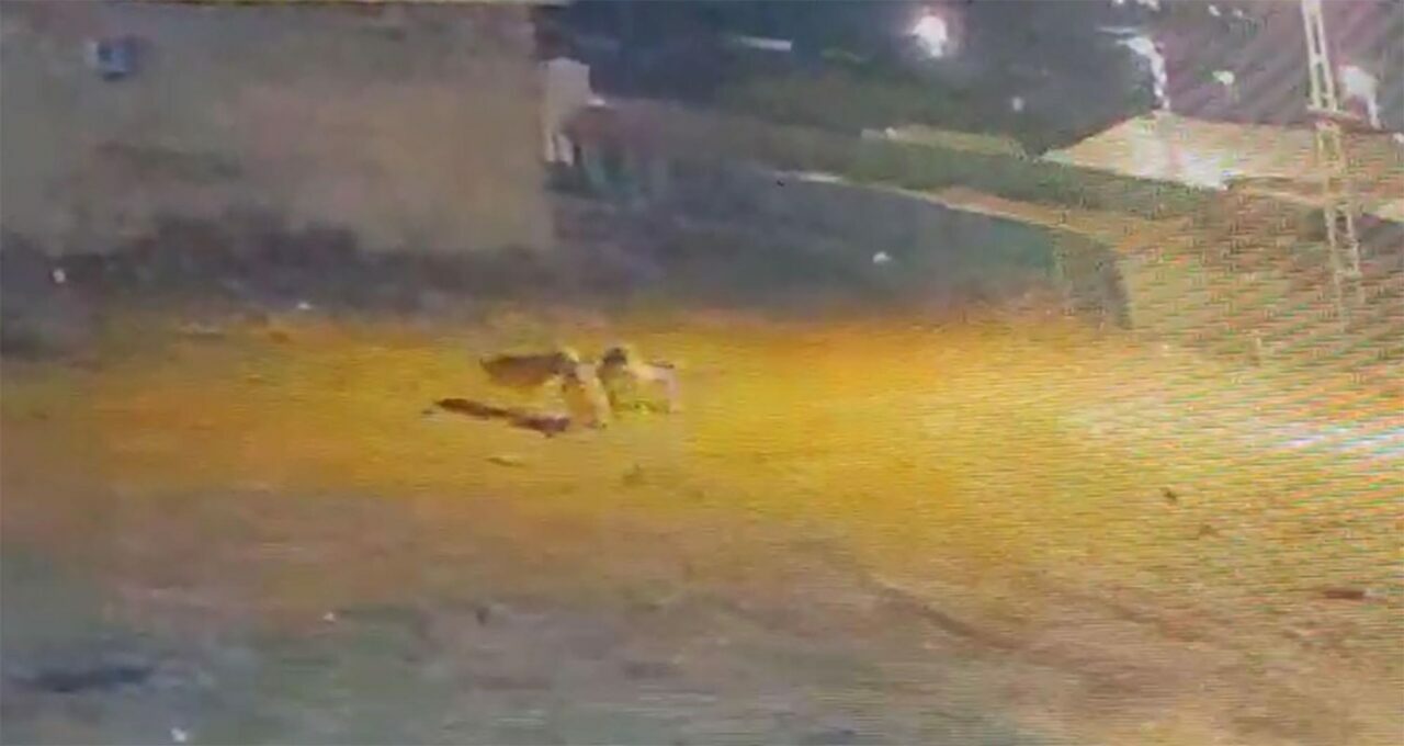 Köye inen kurtlar köpeğe saldırdı Köye inen kurtlar köpeğe saldırdı