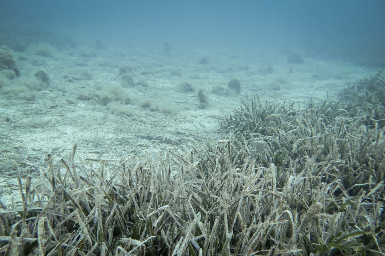 Marmara’nın güneyinde müsilaj var mı? Uzman isim uyardı: Risk devam ediyor