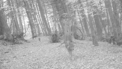 Bursa’da ormanda gezerken görüntülendiler