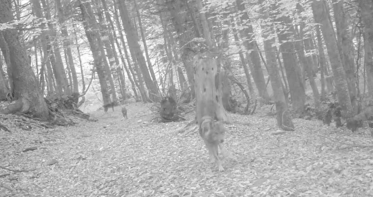 Bursa’da ormanda gezerken görüntülendiler! Bursa’da ormanda gezerken görüntülendiler!