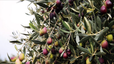 Zeytinde Bursa farkı