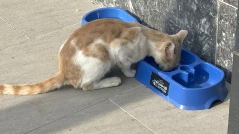 ‘Sevgimiz, Enerjimiz Sizinle’ Projesi sokak hayvanlarına umut oldu ‘Sevgimiz, Enerjimiz Sizinle’ Projesi sokak hayvanlarına umut oldu