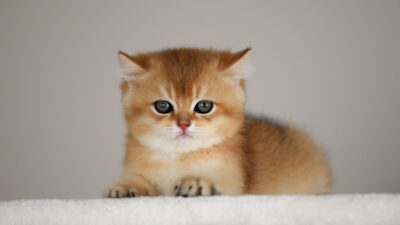 Bursa’nın bu ilçesinde belediye uyardı! 31 Aralık’a kadar…