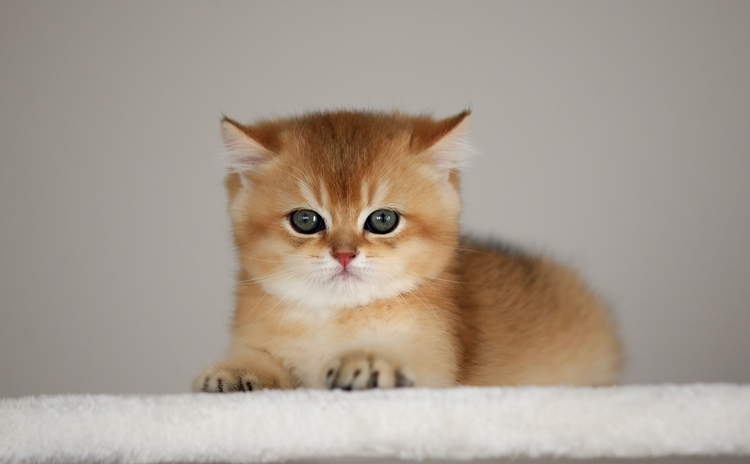 Bursa’nın bu ilçesinde belediye uyardı! 31 Aralık’a kadar…