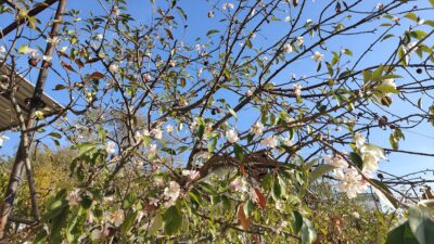Kasımda çiçek açan ağaç şaşkınlık yarattı!