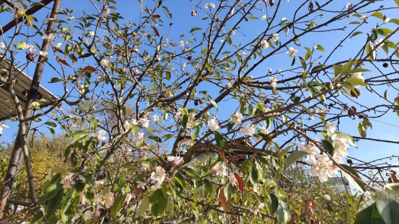 Kasımda çiçek açan ağaç şaşkınlık yarattı!