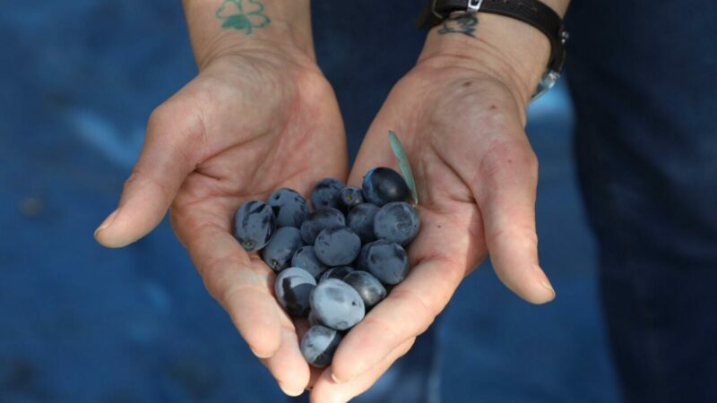 Mudanya Belediyesi, ilçenin bereketli topraklarında zeytin hasadı sezonunu açtı. “Zeytinine