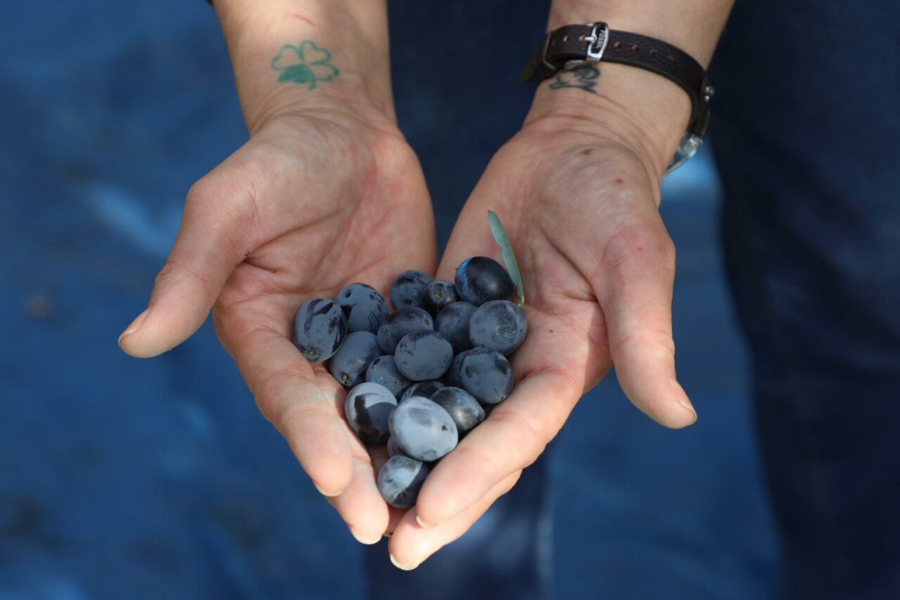Bursa’da zeytin hasadı başladı
