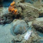 Osmanlı dönemine ait 3 batık gemi keşfi